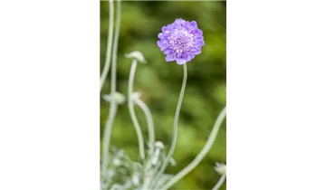 Gartenbaumschule Becker