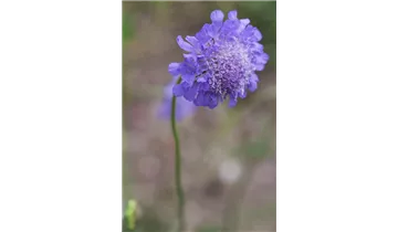 Gartenbaumschule Becker