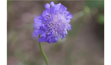 Gartenbaumschule Becker