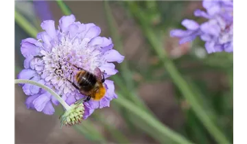 Gartenbaumschule Becker