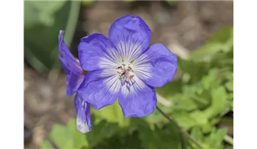 Gartenbaumschule Becker