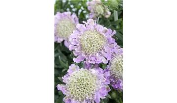 Gartenbaumschule Becker