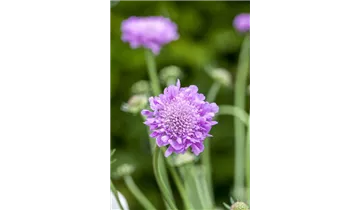 Gartenbaumschule Becker