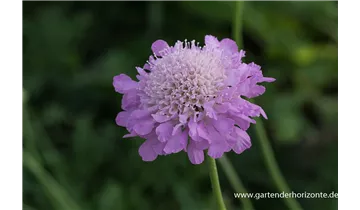 Gartenbaumschule Becker