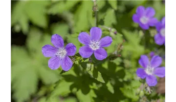 Gartenbaumschule Becker