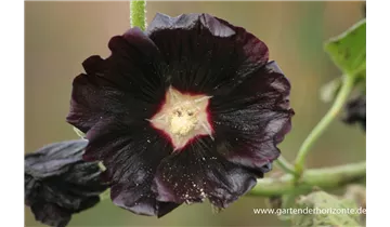 Gartenbaumschule Becker