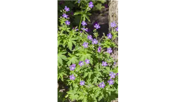 Gartenbaumschule Becker