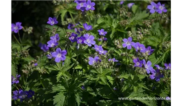 Gartenbaumschule Becker