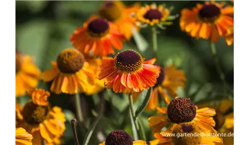 Gartenbaumschule Becker