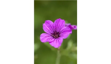 Gartenbaumschule Becker