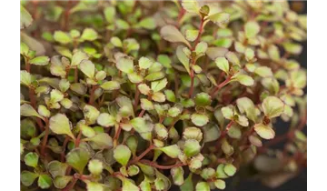 Gartenbaumschule Becker