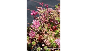 Gartenbaumschule Becker