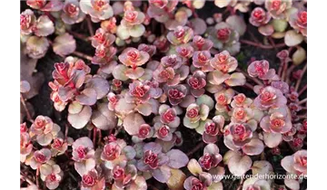 Gartenbaumschule Becker