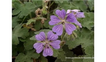 Gartenbaumschule Becker