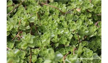 Gartenbaumschule Becker
