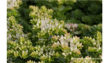 Gartenbaumschule Becker