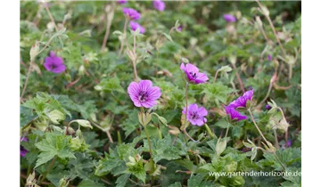 Gartenbaumschule Becker