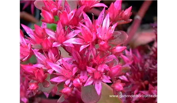 Gartenbaumschule Becker