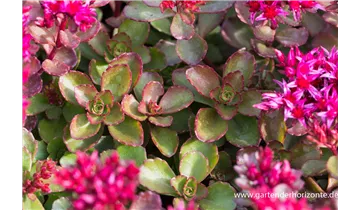 Gartenbaumschule Becker