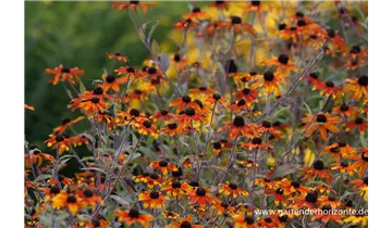 Gartenbaumschule Becker