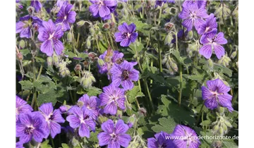 Gartenbaumschule Becker