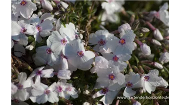 Gartenbaumschule Becker