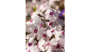Gartenbaumschule Becker