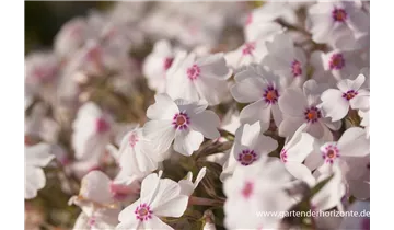Gartenbaumschule Becker