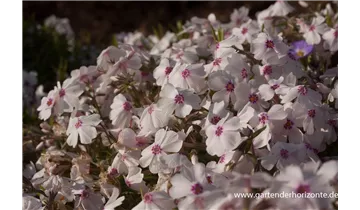 Gartenbaumschule Becker