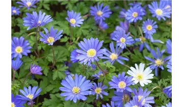 Gartenbaumschule Becker