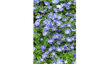 Gartenbaumschule Becker