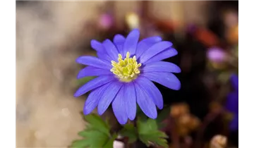 Gartenbaumschule Becker