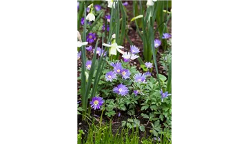 Gartenbaumschule Becker