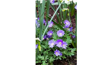 Gartenbaumschule Becker