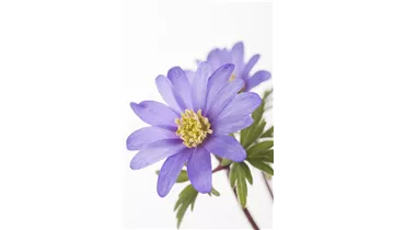 Gartenbaumschule Becker