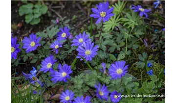 Gartenbaumschule Becker