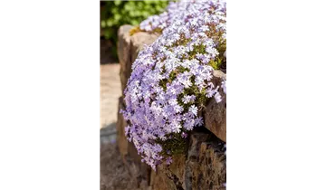 Gartenbaumschule Becker