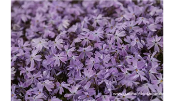 Gartenbaumschule Becker