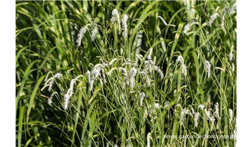 Gartenbaumschule Becker