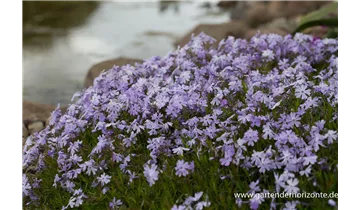 Gartenbaumschule Becker