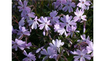 Gartenbaumschule Becker