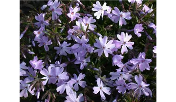 Gartenbaumschule Becker