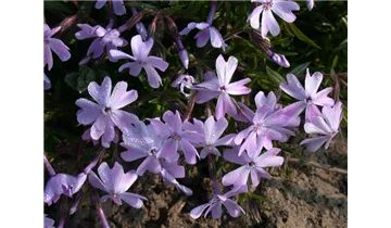 Gartenbaumschule Becker