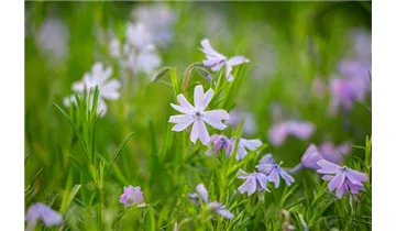 Gartenbaumschule Becker