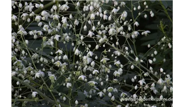 Gartenbaumschule Becker