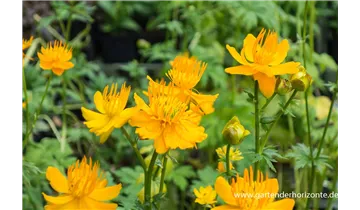 Gartenbaumschule Becker