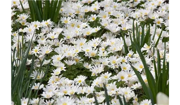 Gartenbaumschule Becker