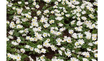 Gartenbaumschule Becker