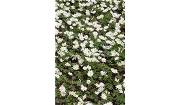 Gartenbaumschule Becker