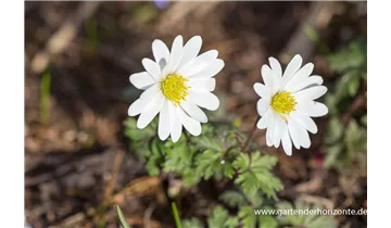 Gartenbaumschule Becker